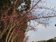 -望江楼公园