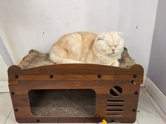 -喵的天空名猫咖啡馆·撸猫·猫舍·用品