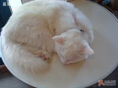 -Babycat私家御饼屋(龙头路一店)