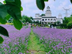 -紫颐香薰山谷景区