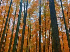 -山王坪喀斯特国家生态公园