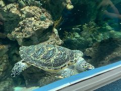 -上海海洋水族馆