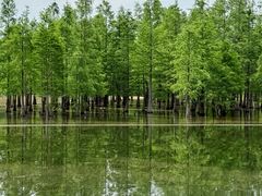 -白鹭湾湿地公园