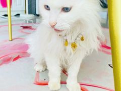 -帕帕拉兹宠物(亚洲旗舰店)