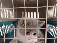 -伟伟宠物医院·CT影像中心·瑞派犬猫综合性门诊(汉口总院)