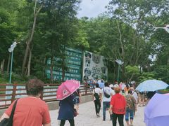 -西双版纳原始森林公园