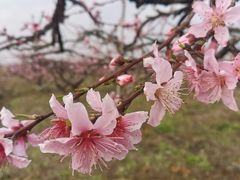 -樂桃源奉贤黄桃种植采摘基地
