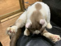 -猫色咖啡·猫咖