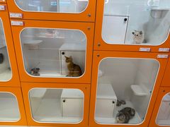-三花喵·撸猫购宠·宠物生活馆(虹桥南丰城店)