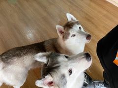 -Husky Go! 哈士奇体验馆·宠物咖啡厅狗咖