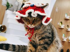 -COLOR PETS 撸猫馆·购猫·猫咖(长风大悦城店)