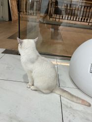 -镁连社·美联社