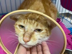 -瑞鹏宠物医院·骨科·猫科·内科(第一中心)