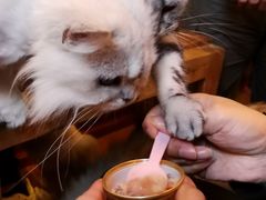 -李小姐の猫咖啡馆(五角场店)