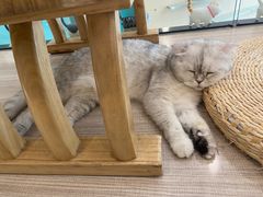 -飞行喵MR PILOT|猫舍·猫咖(静安大融城店)