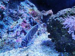 -暹罗海洋世界