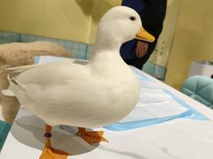 -RU DUCK柯尔鸭公社·撸鸭俱乐部·羊驼·小香猪
