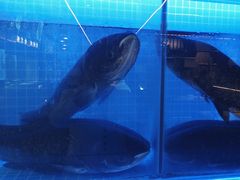 -蜀香格格•剁椒鱼头(龙西店)
