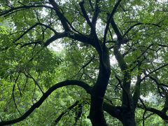 -南国桃园旅游度假区