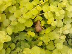 -西部兰花园生态园