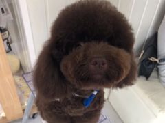 -BABYDOG宝贝狗宠物乐园(欧洲城店)