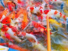 -祥源·阜阳生态乐园