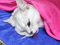 -创凡宠物医院·骨专科  猫科中心(西乡分院)