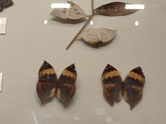 -四川大学博物馆