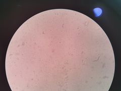 -严国平动物医院(德政总院)