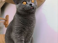 -Catmate·猫肥家润(金润铂宫店)