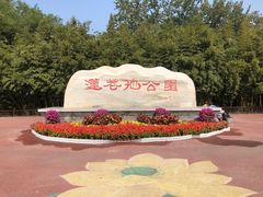 -莲花池公园