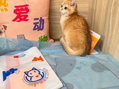 -纳吉亚猫专科动物医院(康都外科中心)