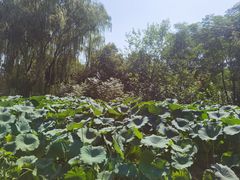 -西安浐灞国家湿地公园