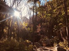 -大岭沟猕猴桃谷风景区