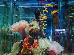 -太平洋海底世界