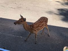 -清迈夜间动物园