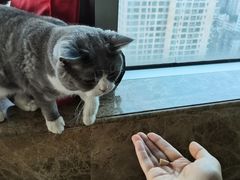 -Catmate·猫肥家润(金润铂宫店)