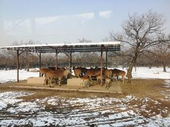 -西安秦岭野生动物园