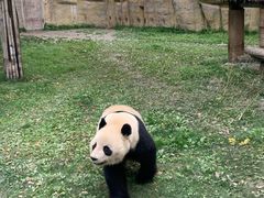-上海野生动物园