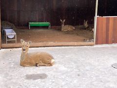 -长白山万达喜来登度假酒店