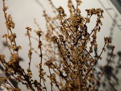-花十悦·鲜花咖啡餐厅(振业城一期店)