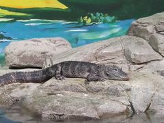 -上海海洋水族馆