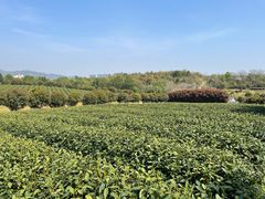 -听风阁农家私房菜茶楼(龙坞店)