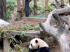 -广州长隆野生动物世界