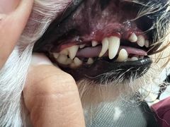 -宠福鑫康馨动物医院·骨科·眼科