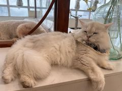 -共舞时光猫咖·狗咖(新街口店)