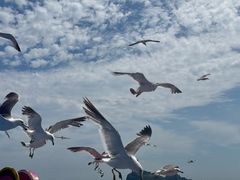 -海驴岛(荣成市)