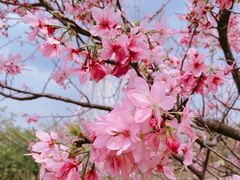 -田野绿世界