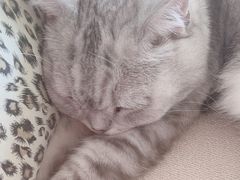 -中农大我爱我爱24h动物医院·中医针灸·猫专科·骨科医疗中心(双井店)
