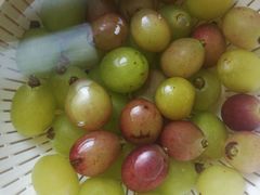 -马陆小张葡萄园农家乐